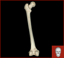 Femur, posterior view